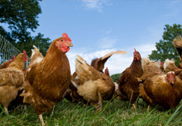 Find local chickens, ducks and turkeys from Hampshire Farms